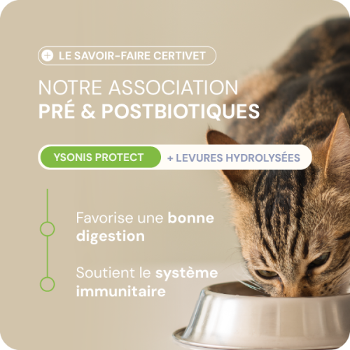 Chien adulte - moyenne et grande race - Miniature 2