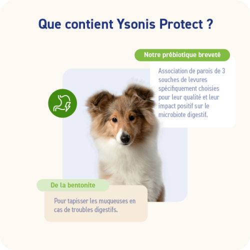 YSONIS PROTECT - Miniature 2