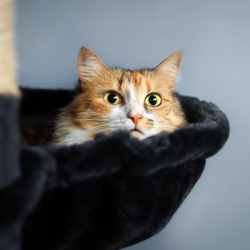 Entretien du pelage et bien-être émotionnel