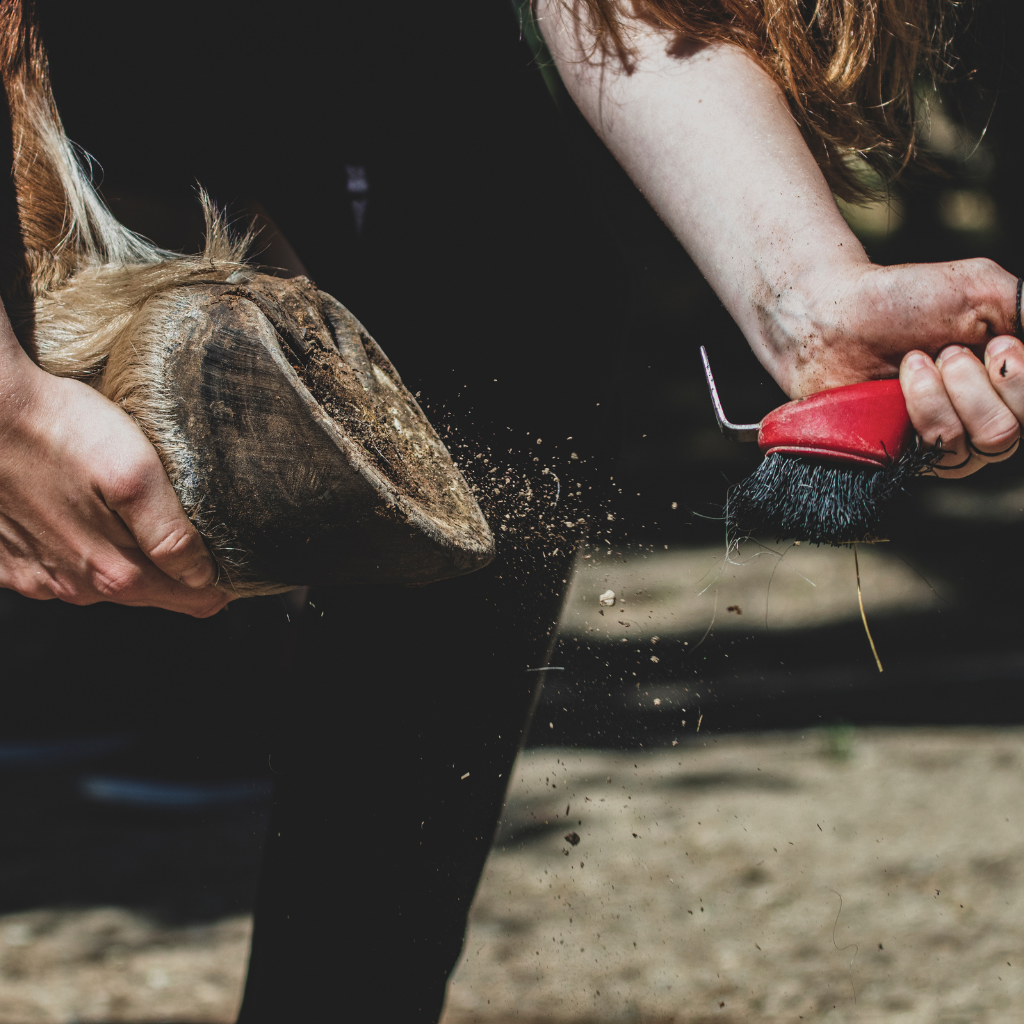 Comment prendre soin du sabot de son cheval