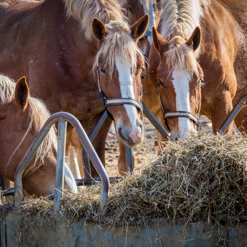 Obligations de soins vétérinaires et suivi du cheval