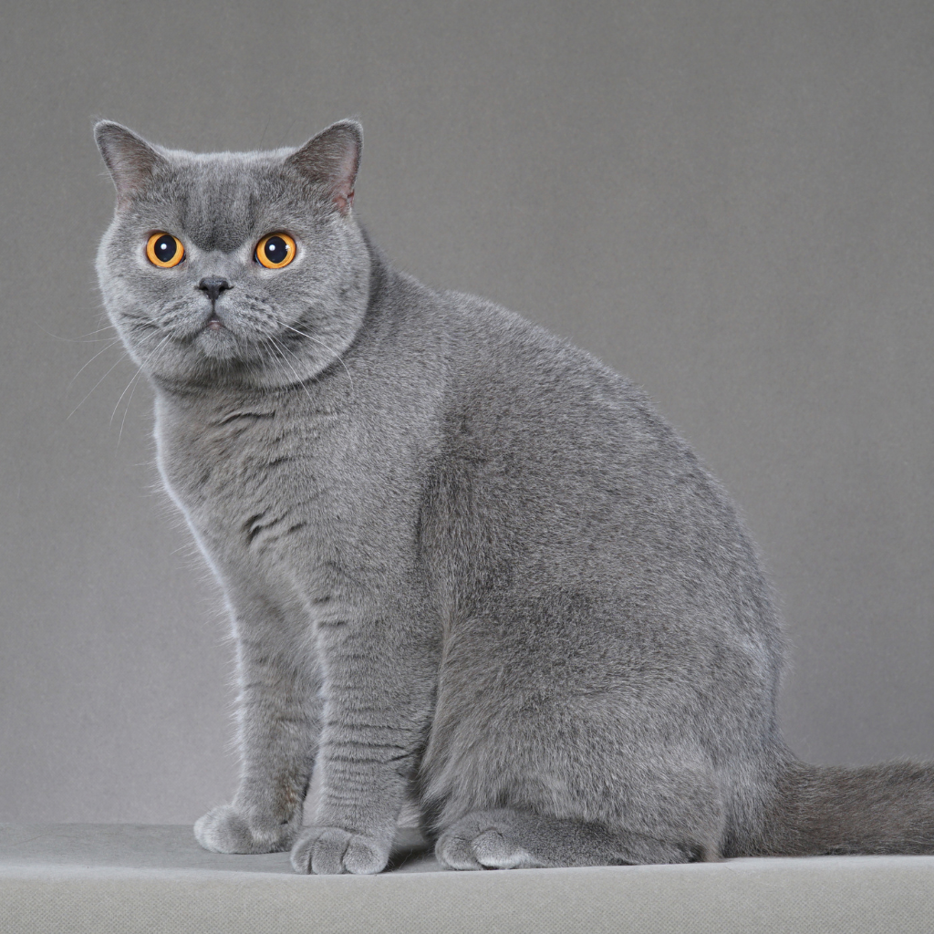 Caractéristiques physiques du British Shorthair
