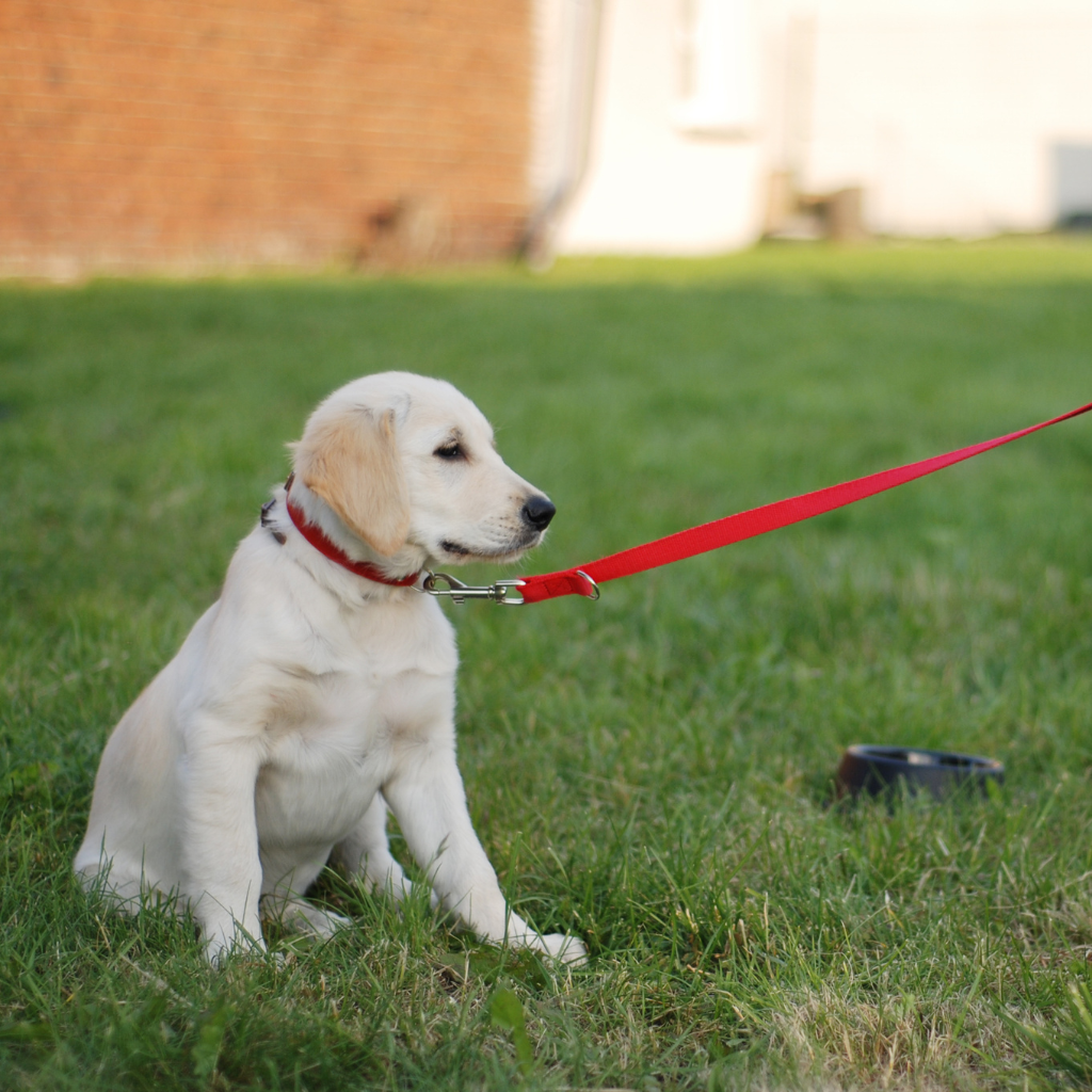 A quel âge faut-il commencer le dressage du chien ?