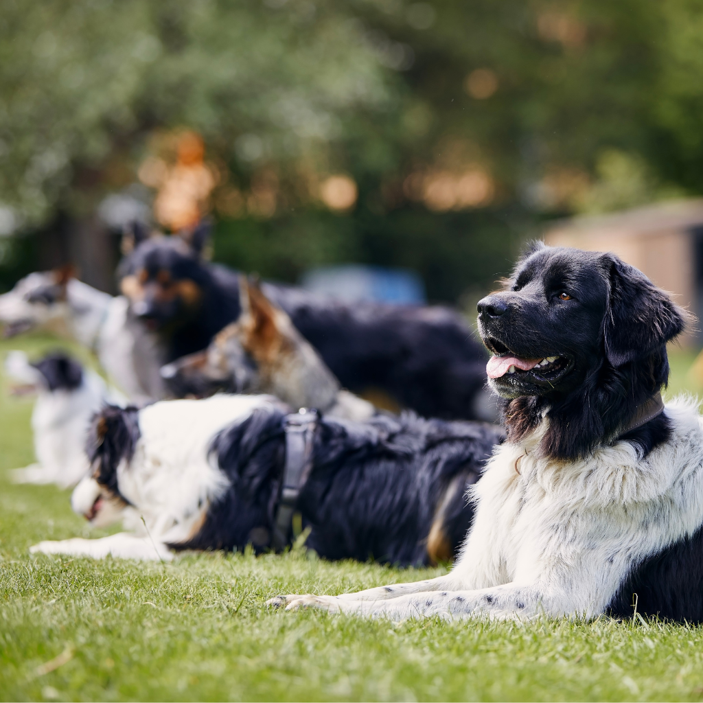 L’importance de la socialisation