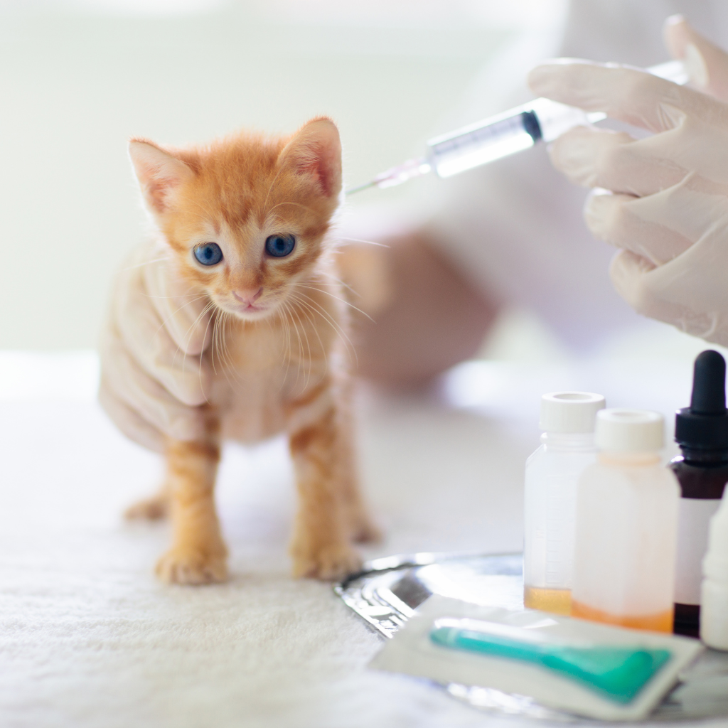 A partir de quel âge faut-il commencer la vaccination ?