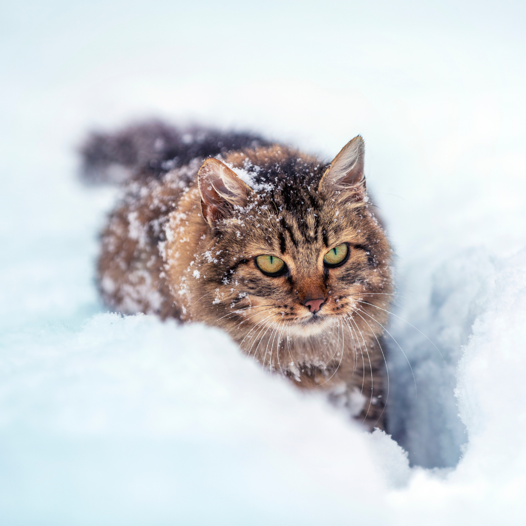 Origine et histoire du chat sibérien