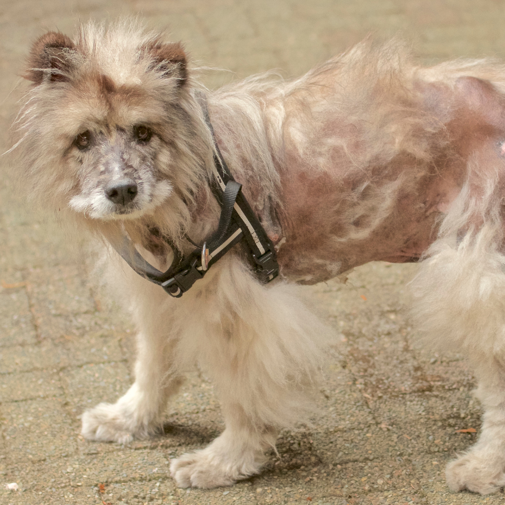 Photo d'un chien atteint de pelade