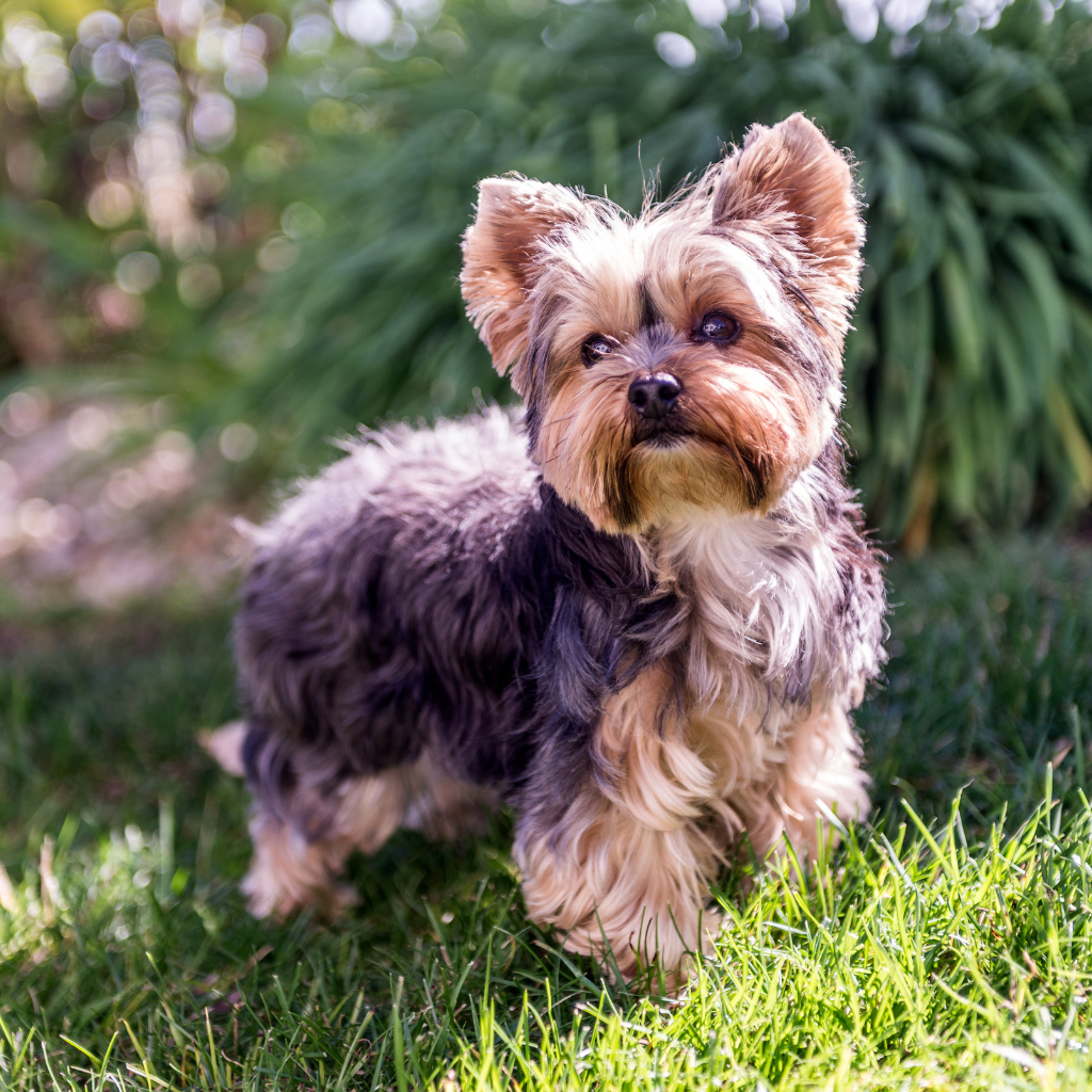 Les races de chiens plus prédisposées