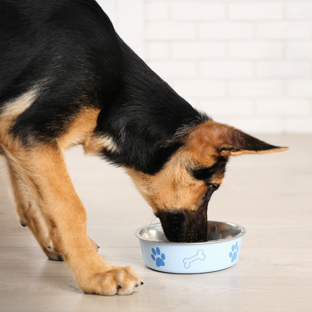 Combien de temps faut-il laisser ​un chien se reposer après avoir mangé ?