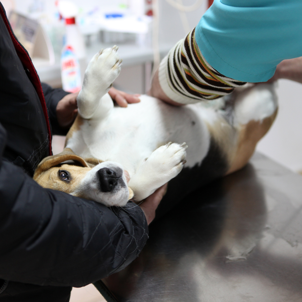 Comment poser le diagnostic ?