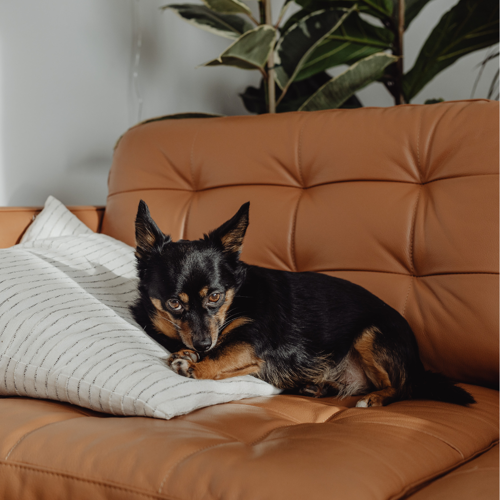 Les signes cliniques