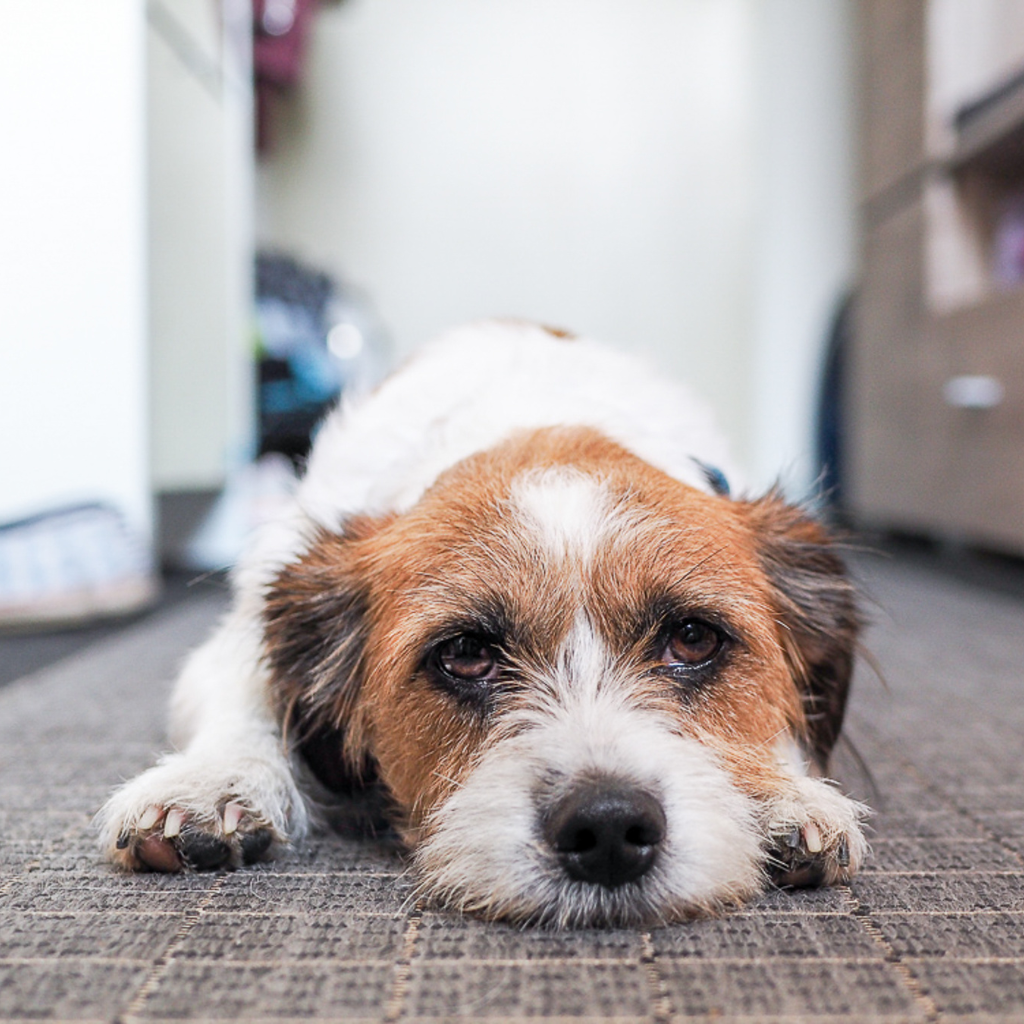 Les signes cliniques d'une pancréatite