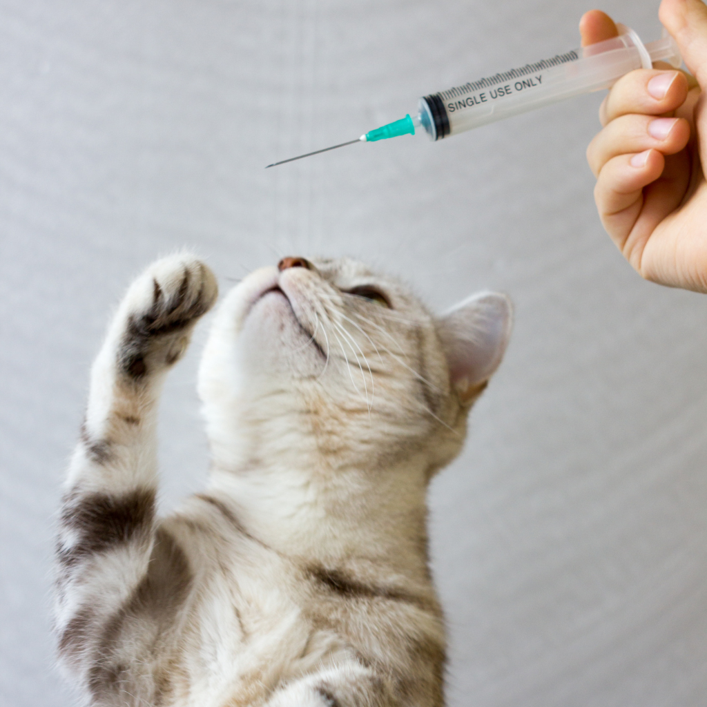 Pourquoi vacciner mon chaton ?