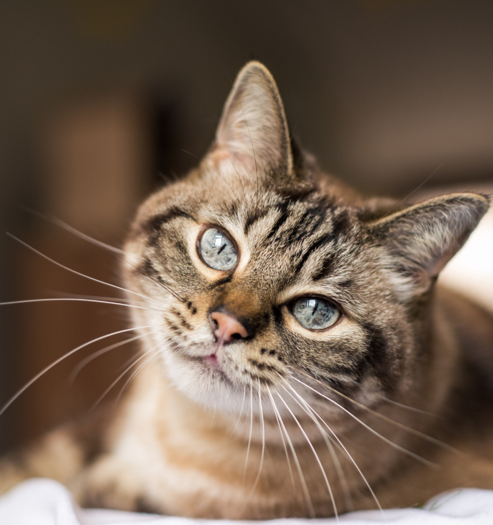 L’essentiel à retenir pour bien amuser son chat