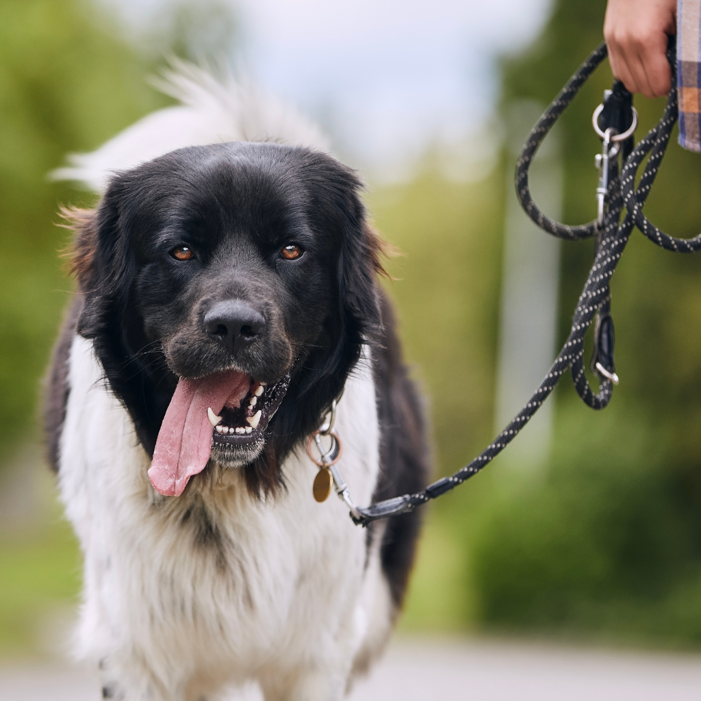 L'importance d'une activité physique régulière adaptée au chien obèse