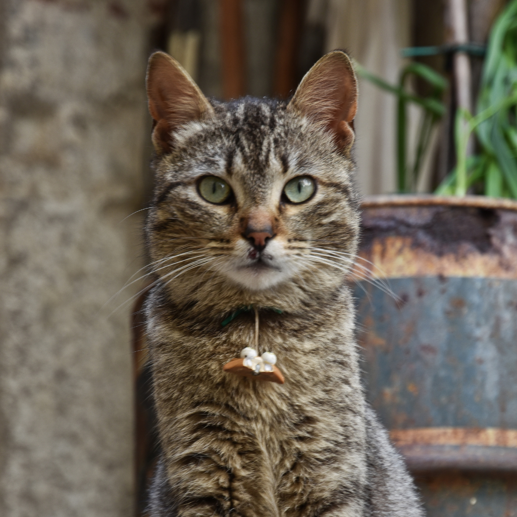 Le chat européen : un compagnon de charme