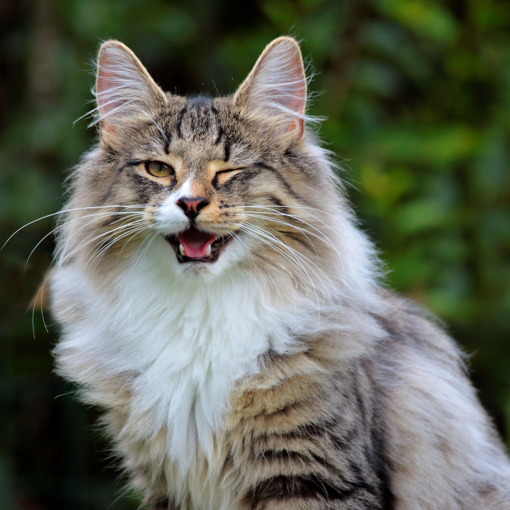 Le Norvégien, un compagnon idéal