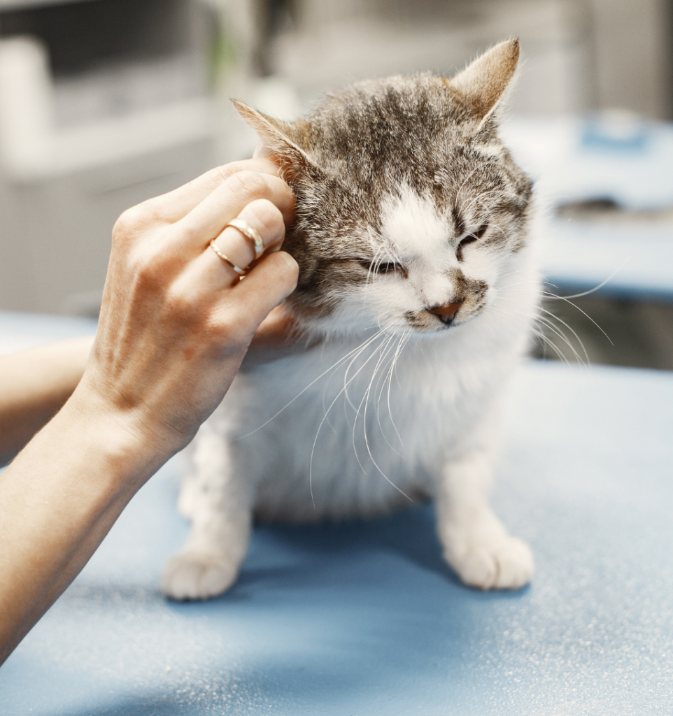 Faut-il nettoyer les oreilles de son chat ?