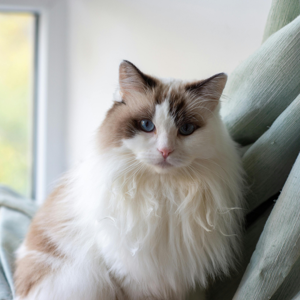 Le Ragdoll : Un chat au gabarit imposant, discret, sensible et très affectueux