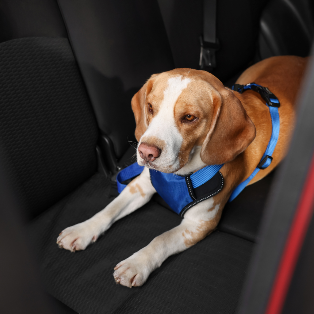 La voiture : flexibilité et pauses régulières