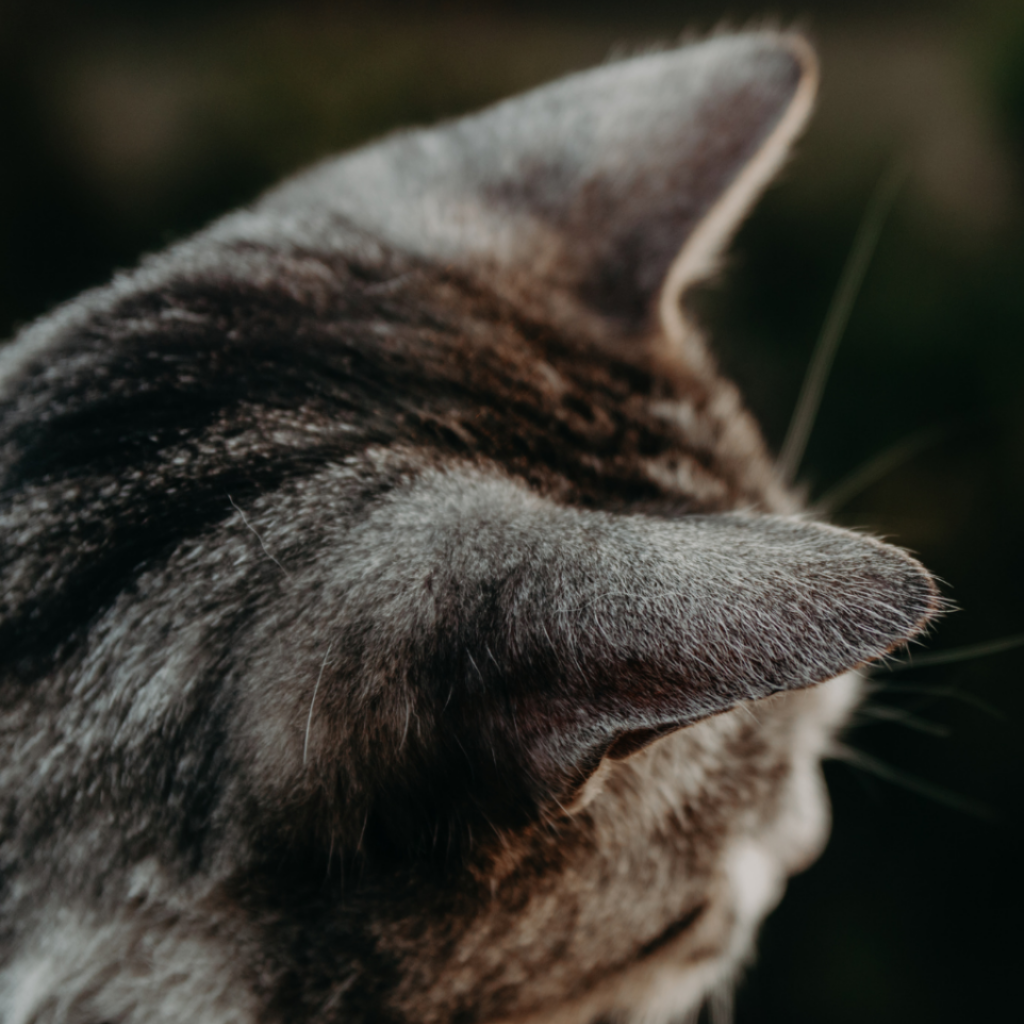 Ce qu'il faut retenir