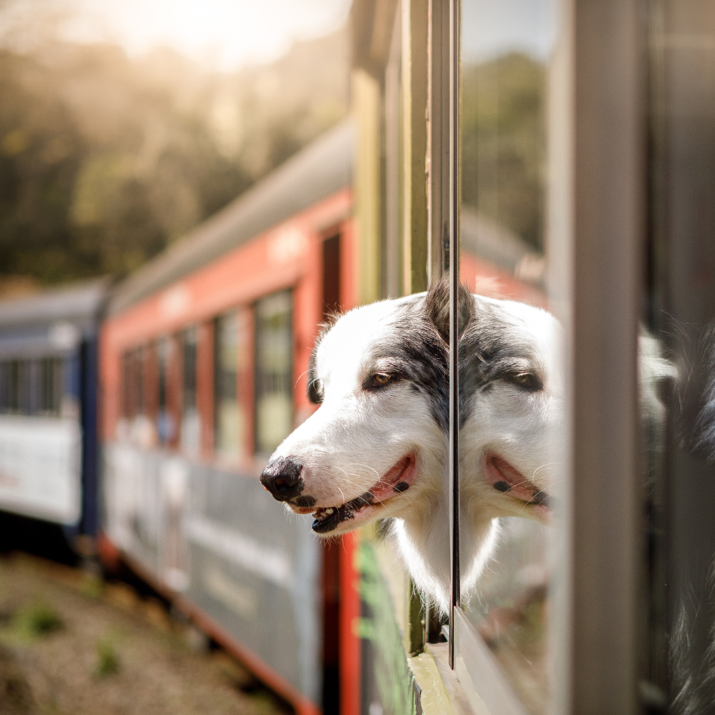 Le train : confort et liberté de mouvement