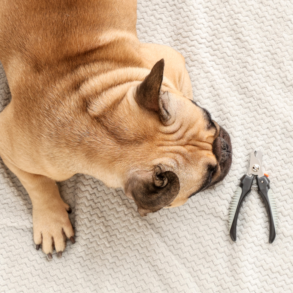 Préparation psychologique de votre animal