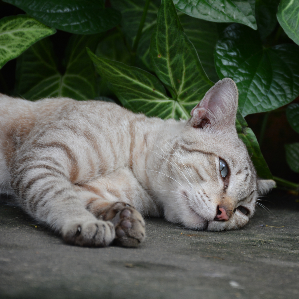 Quels sont les symptômes chez le chat ?