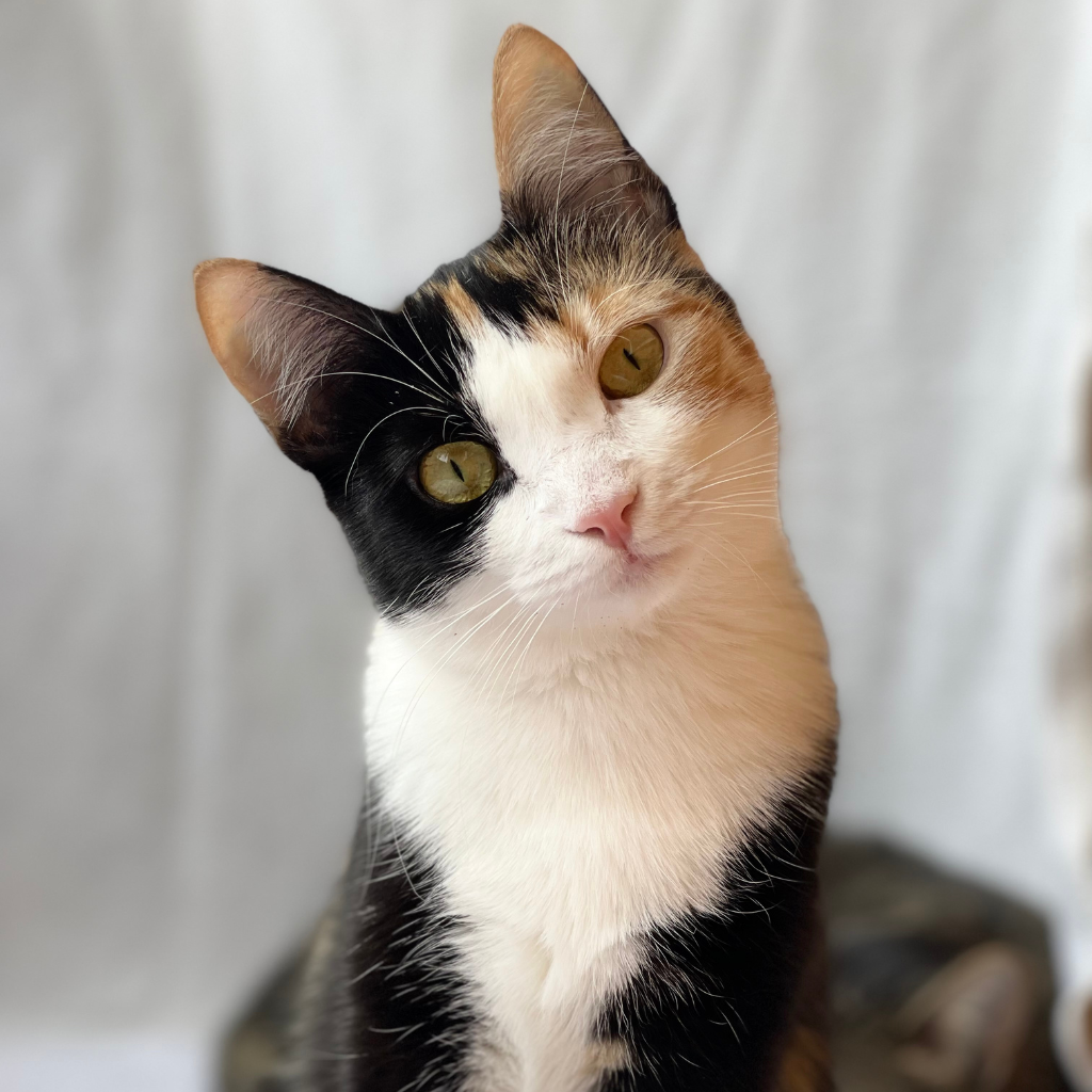 Ce qu'il faut retenir