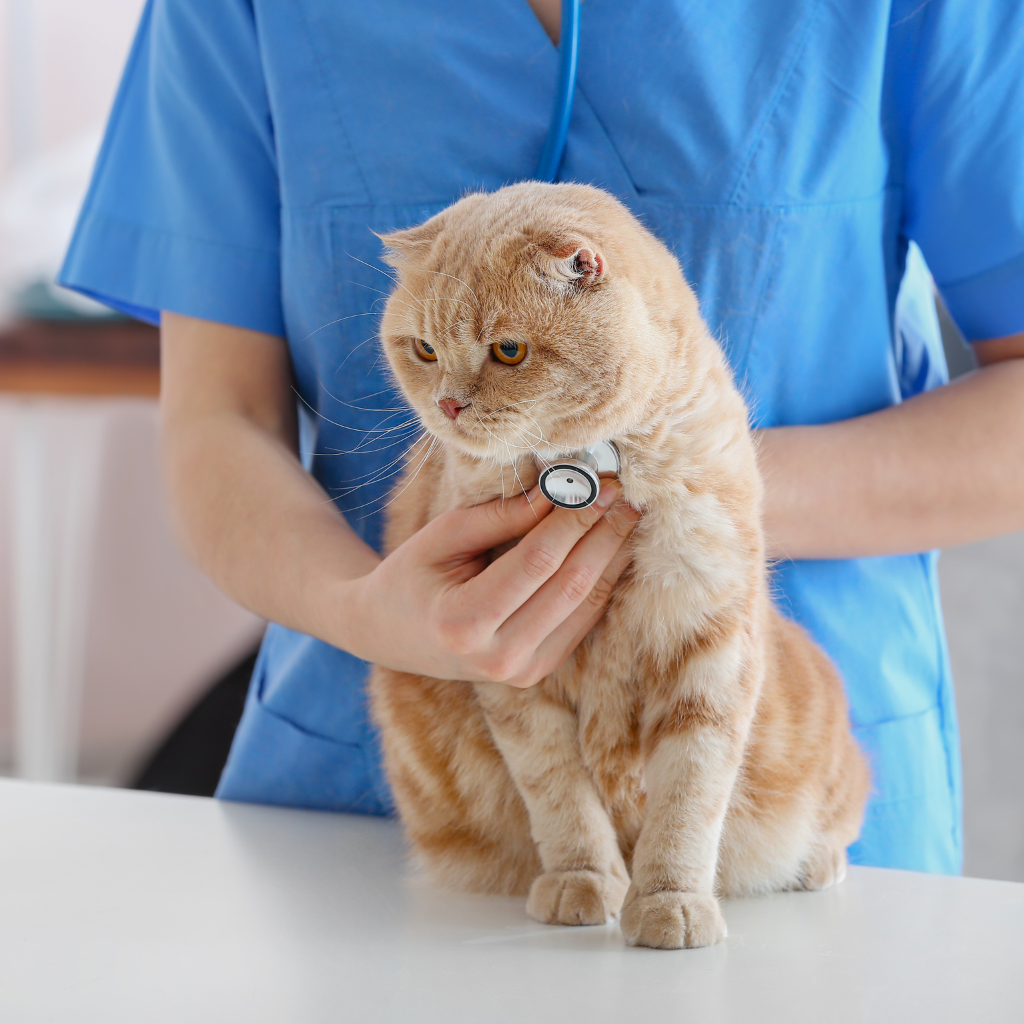 Que faire si votre chat ne cesse d’éternuer ?