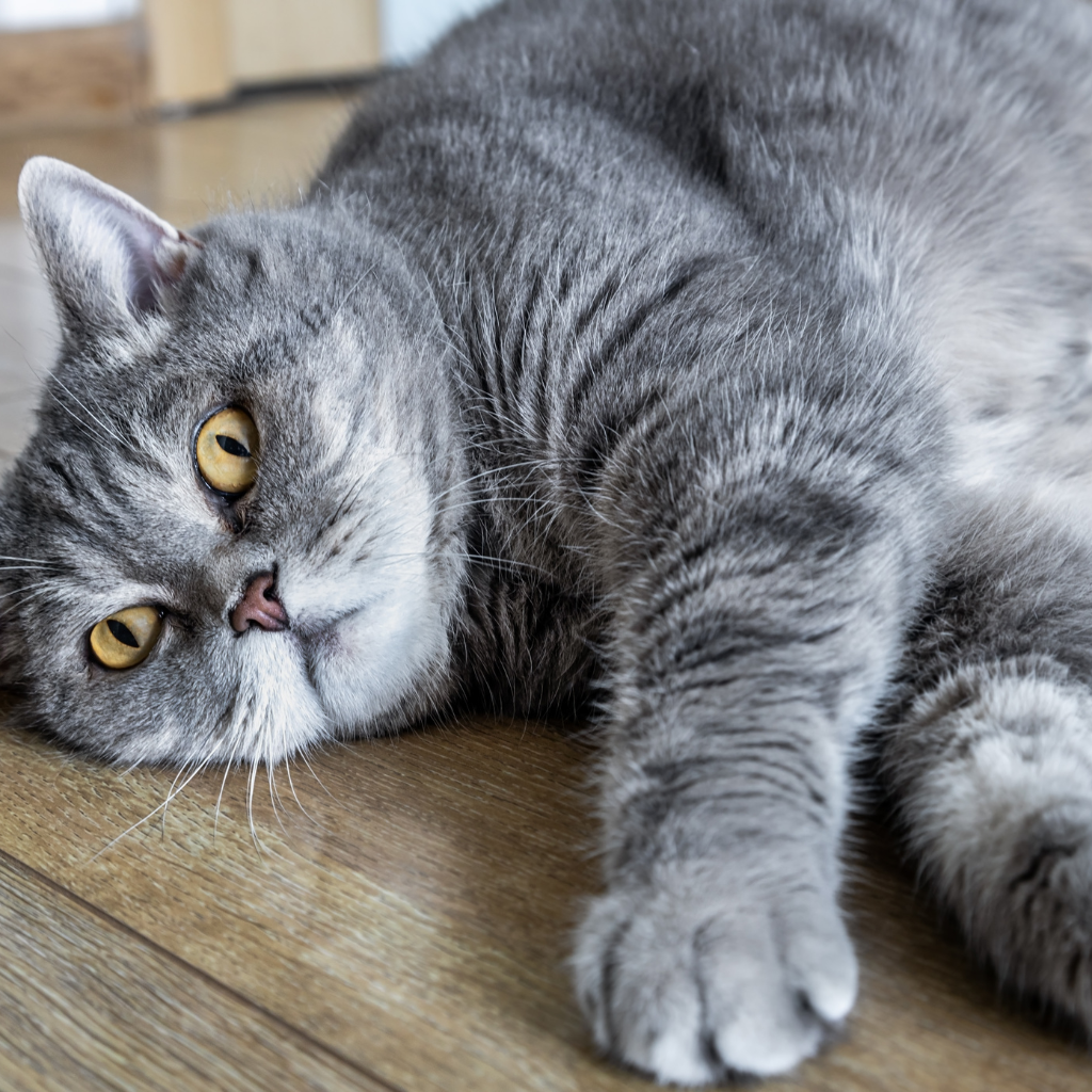 Quels sont les risques pour un chat en surpoids ?