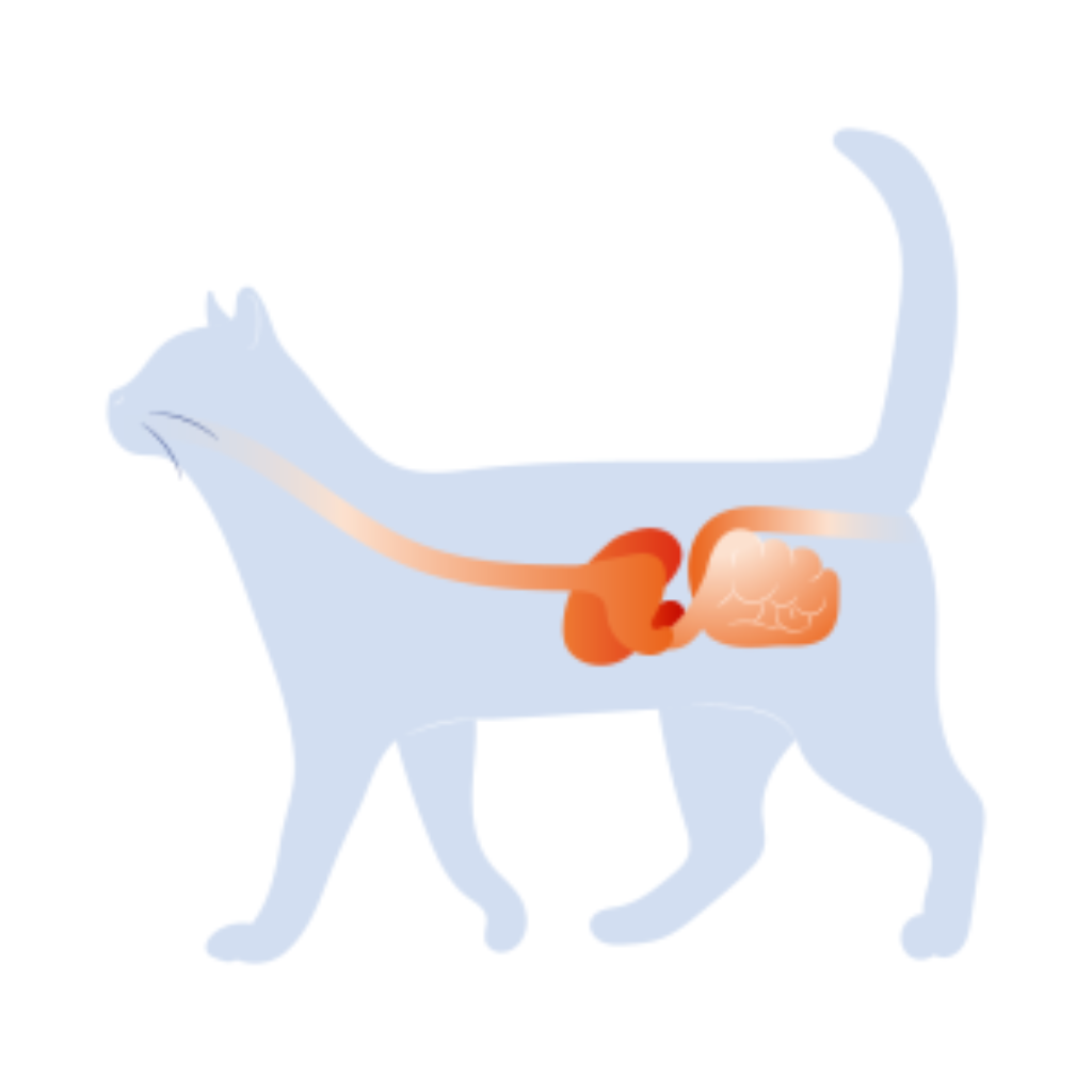 La flore digestive, ou microbiote intestinal