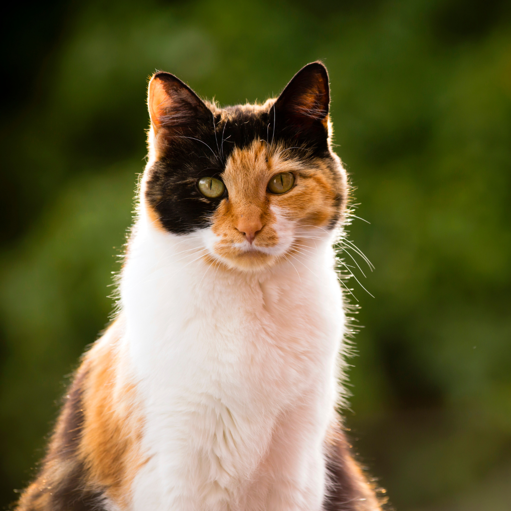 Ce qu'il faut retenir