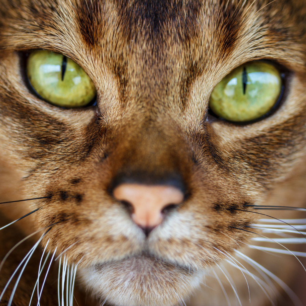 Sociabilité avec humains et animaux