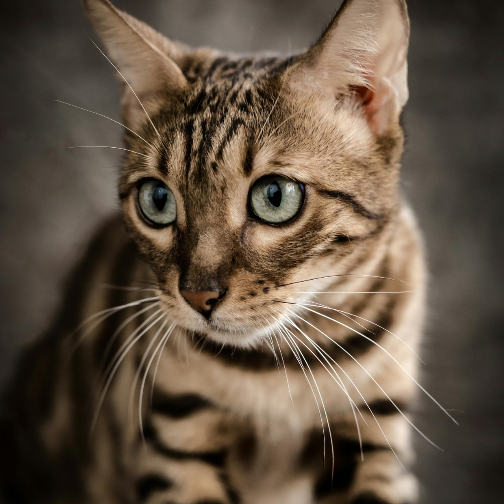 Les caractéristiques physiques uniques du Bengal