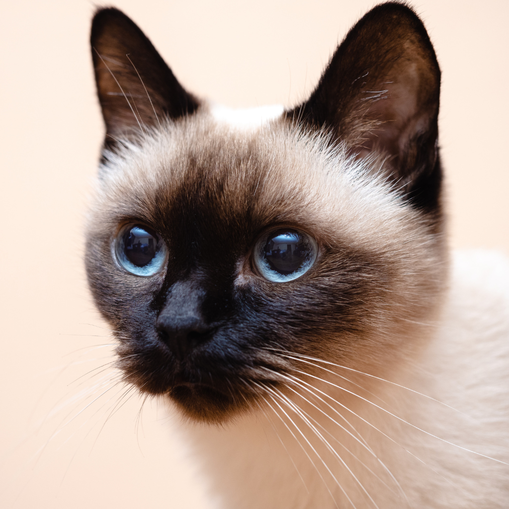Le chat Siamois : Un compagnon entier, expressif et profondément humain