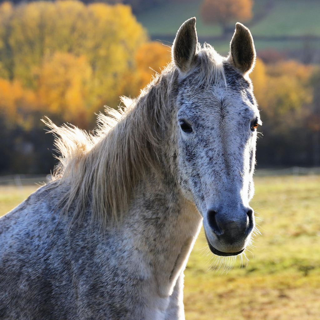 L'attitude générale et le tempérament