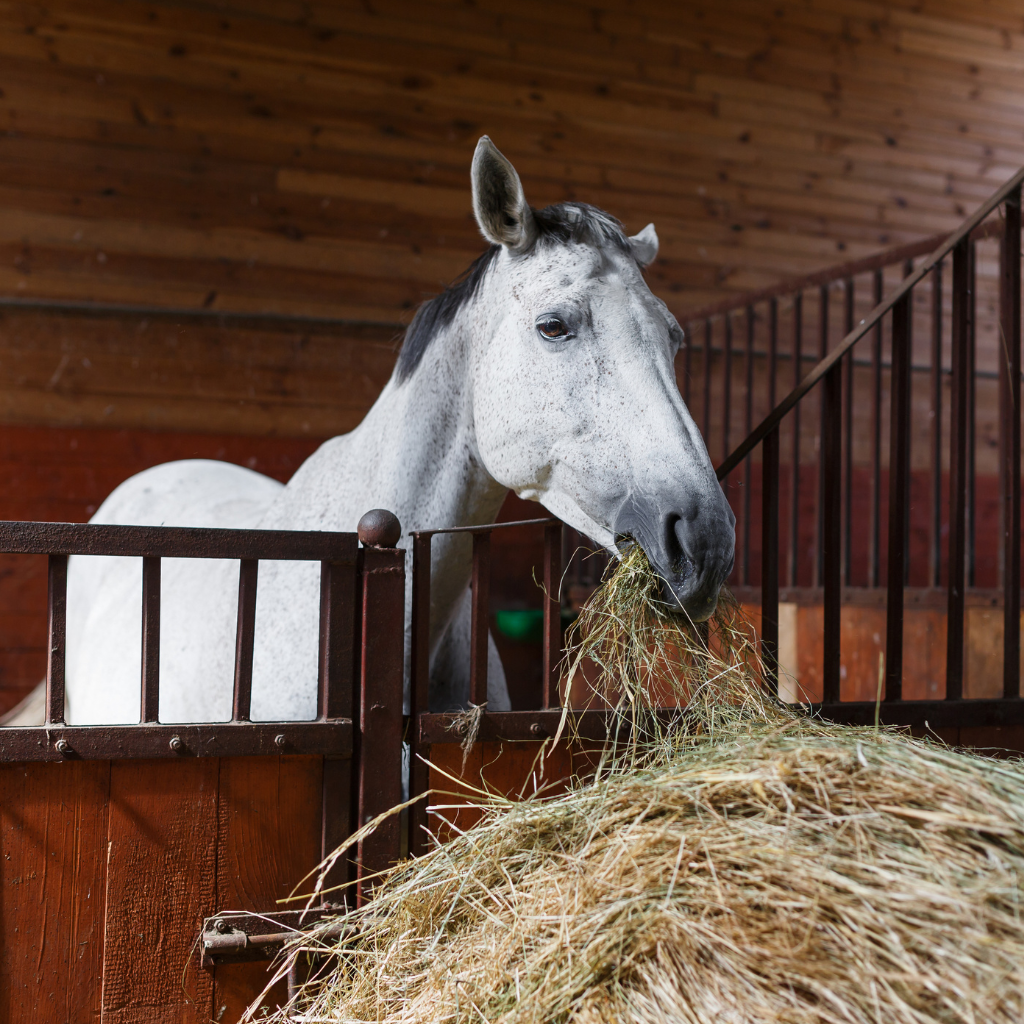Comment nourrir un cheval âgé ?