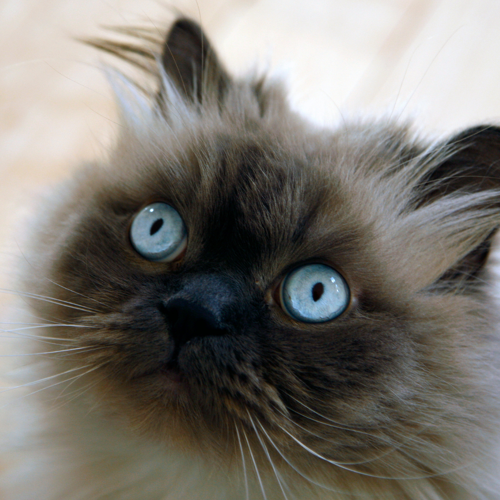 Le chat Himalayen, votre compagnon idéal ?