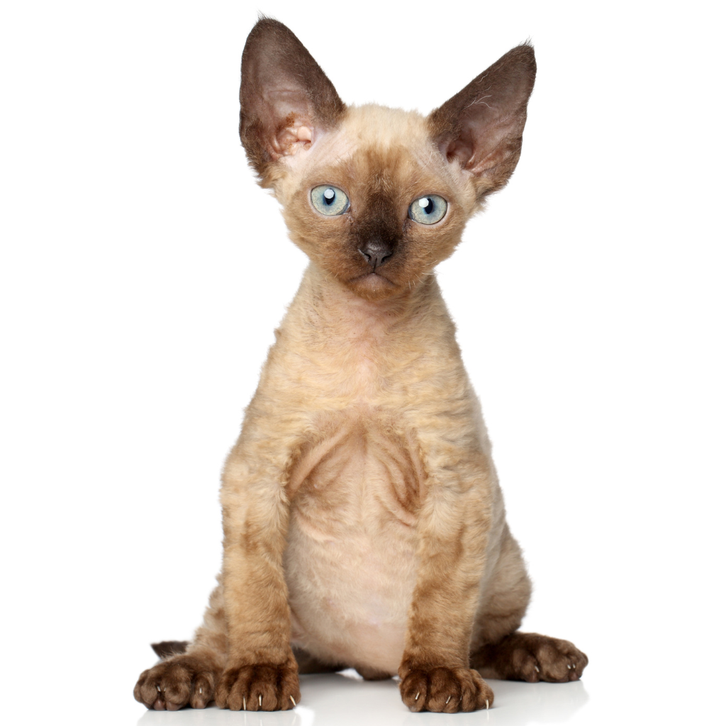 Le Devon Rex, un compagnon félin à adopter