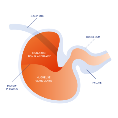 schema estomac cheval