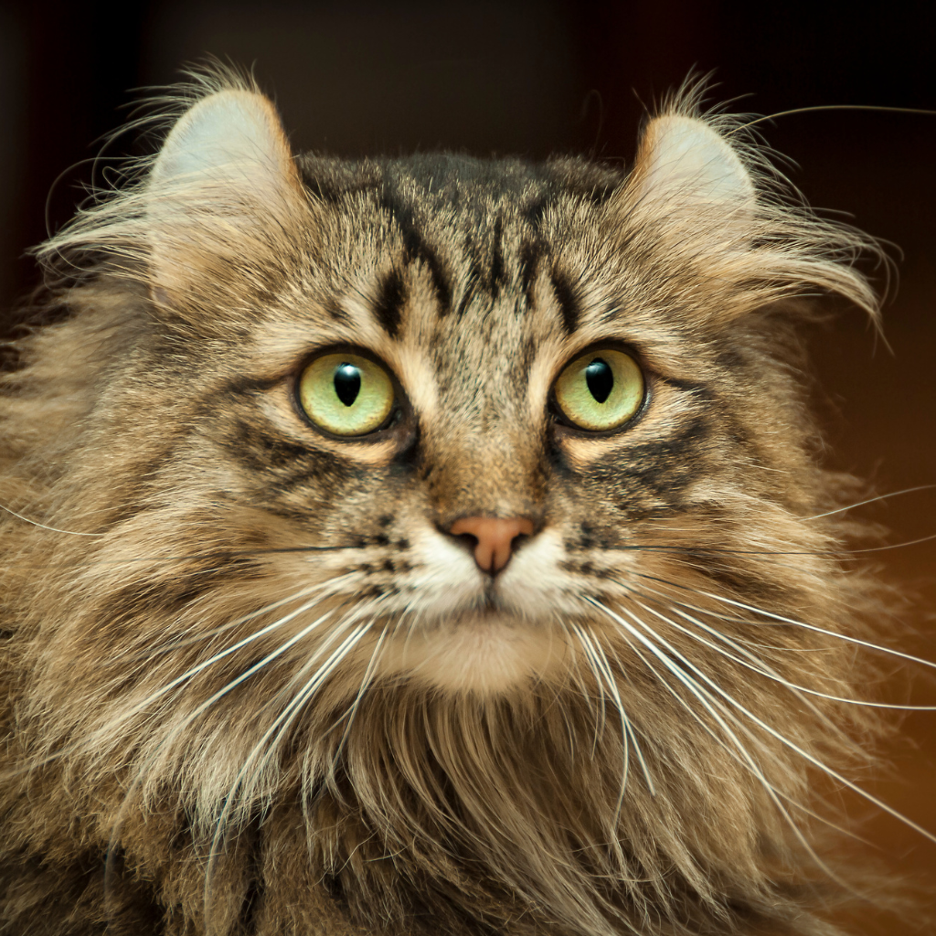 L'American Curl : votre compagnon idéal ?