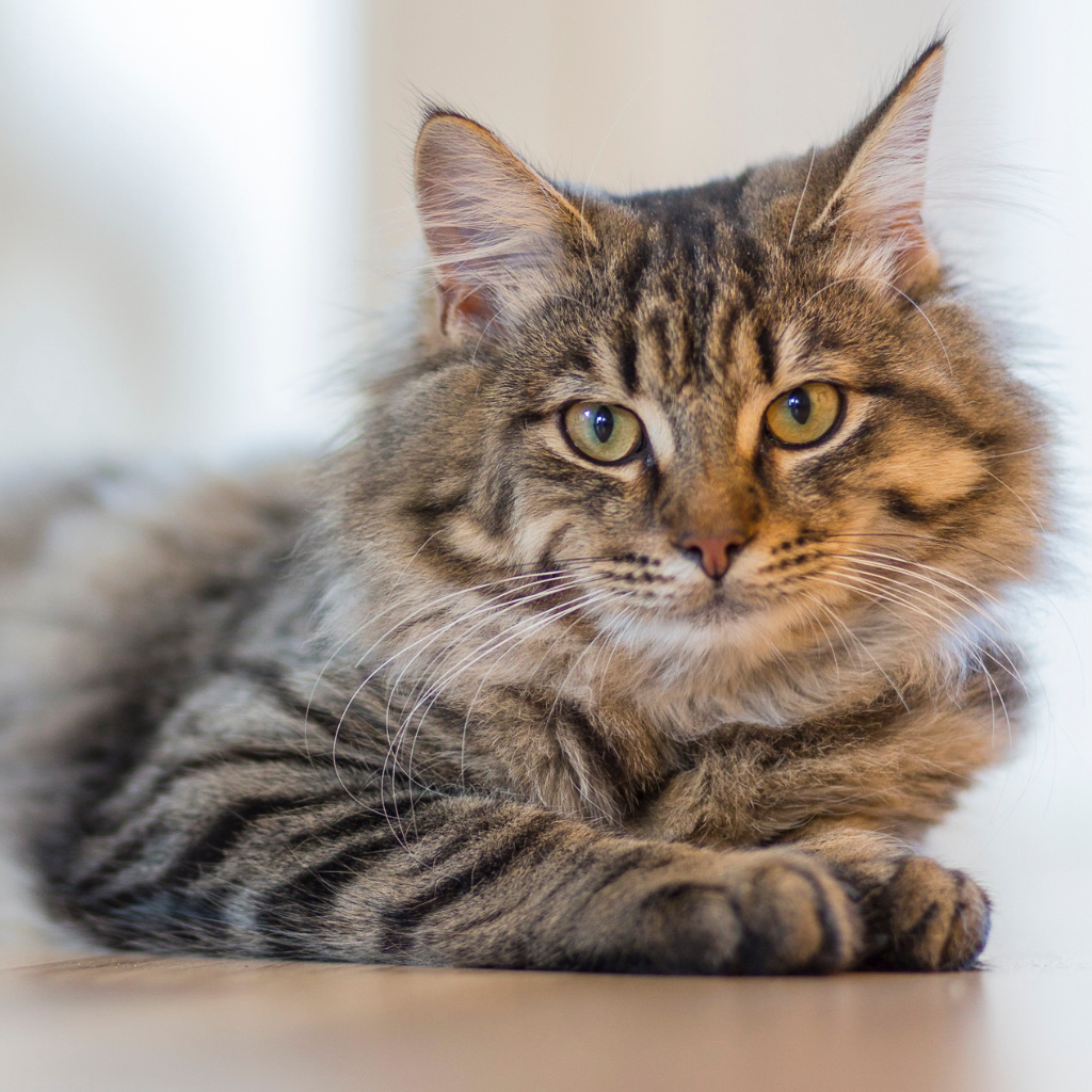 Tempérament et comportement du Bobtail américain