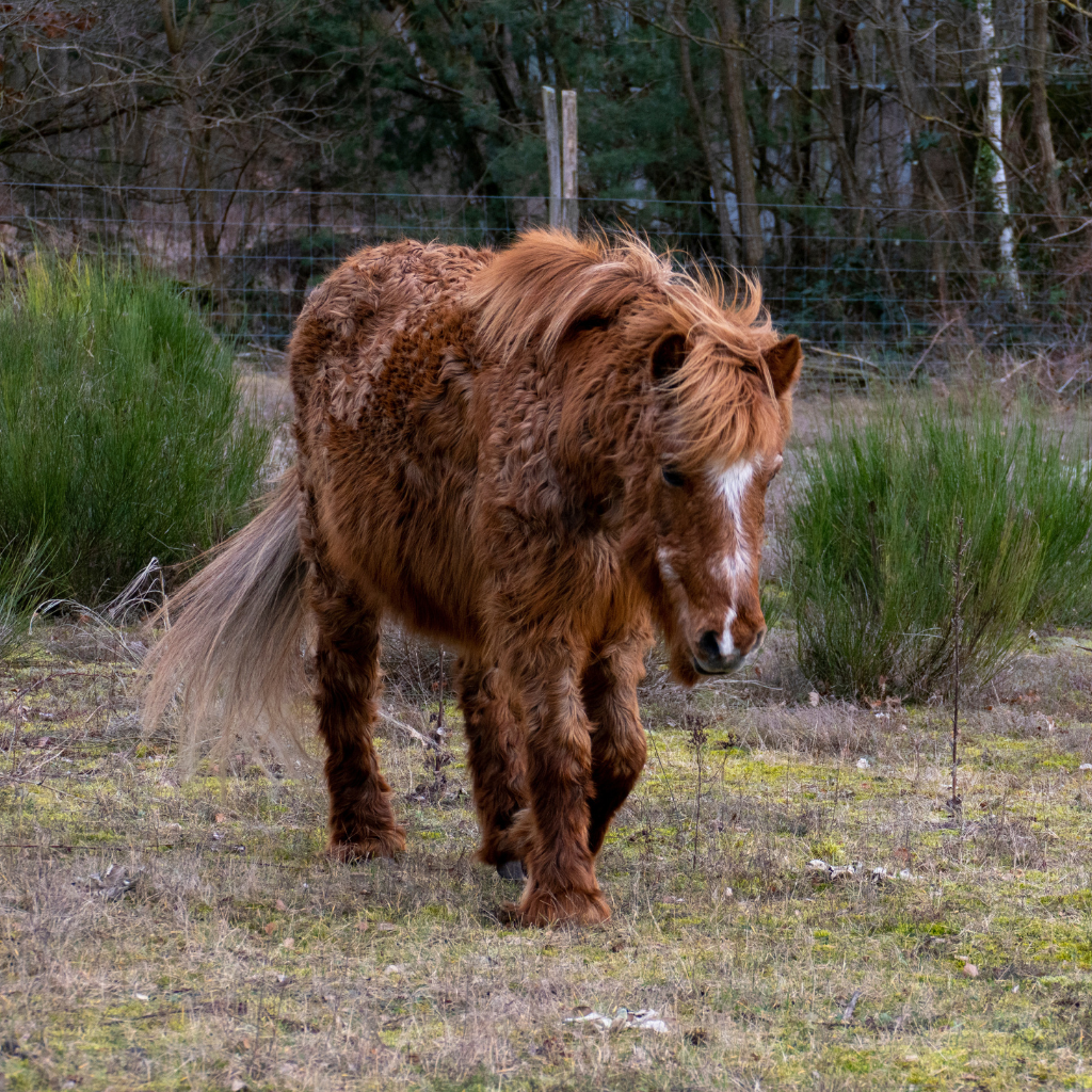 Maladie de Cushing (syndrome de cushing équin)
