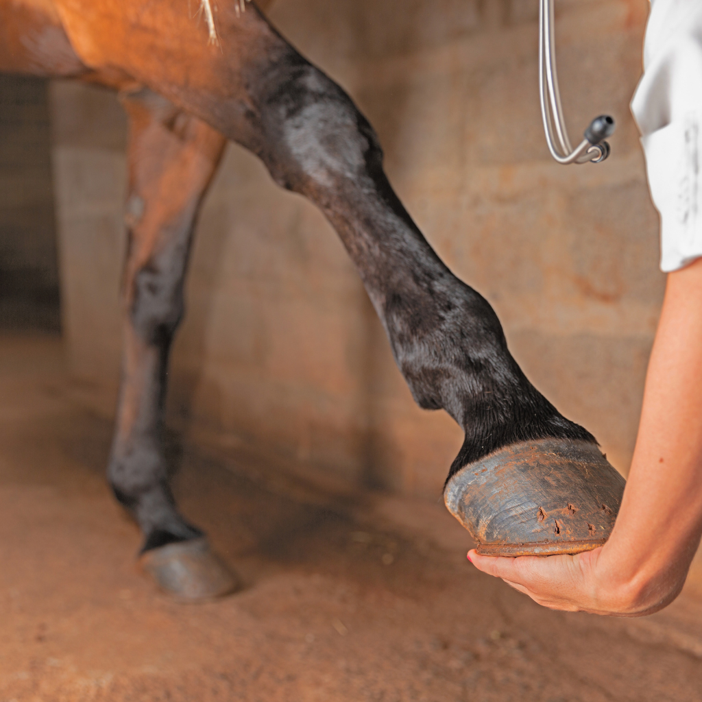Tendinites chez le cheval : diagnostic et prise en charge