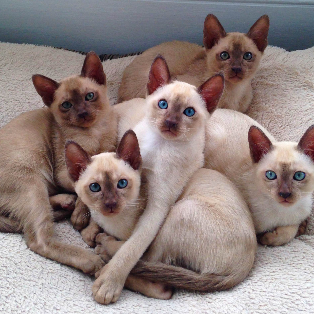 Comportement et personnalité du chat tonkinois