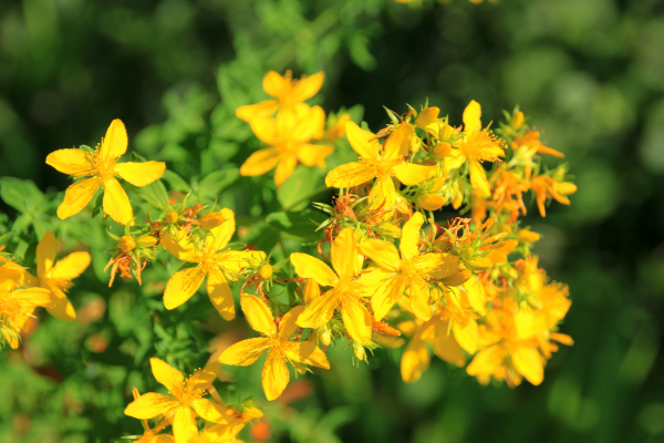 Le millepertuis (Hypericum perforatum)