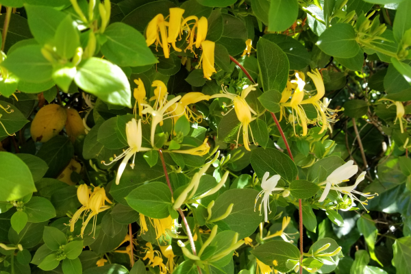 Le lupin (Lupinus spp.)