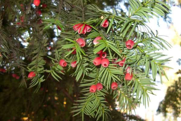 L’ifs (Taxus baccata)