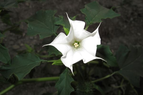 Le datura (Datura stramonium)